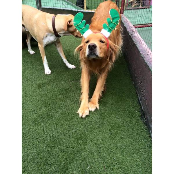 Valor de Daycare de Cão  em Jandira - Dog Care