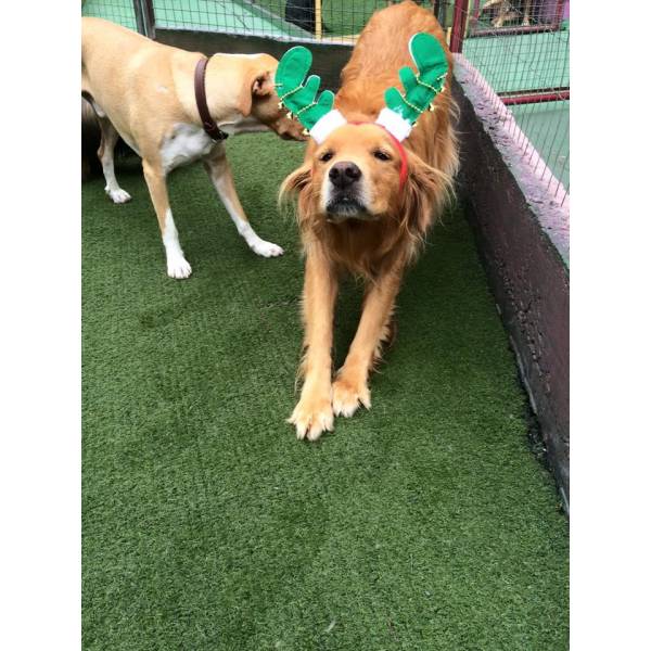 Valor de Daycare de Cão  no Jardim Paulistano - Day Care Dog