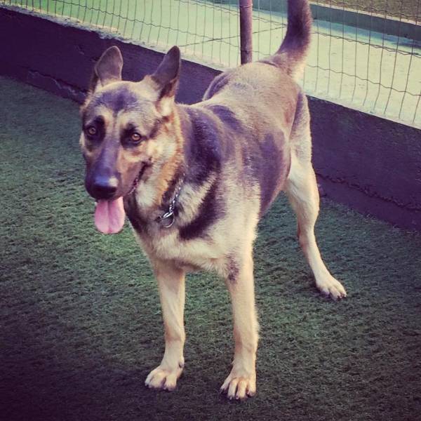 Valor de Daycare em Taboão da Serra - Dog Care em Cotia