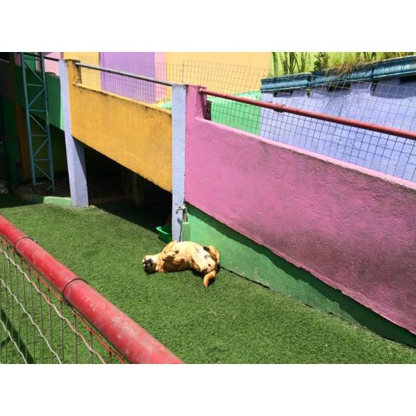 Valor de Daycare para Cachorro na Cidade Ademar - Dog Care no Morumbi