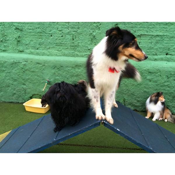 Valor de Daycare para Cães no Ibirapuera - Dog Care