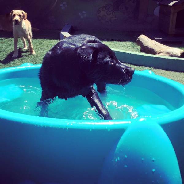 Valor de Hospedagens Animal  no Jardins - Hotel para Animais na Vila Olímpia