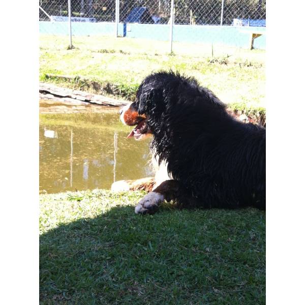 Valor de Hotéis de Cão em Carapicuíba - Hotel para Cachorro Preço