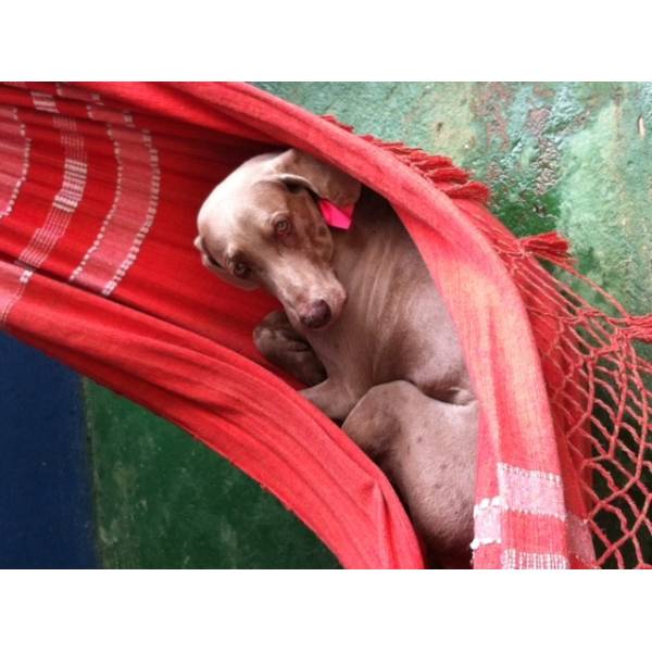 Valor de Hotéis para Cachorro em Taboão da Serra - Hospedagem Canina