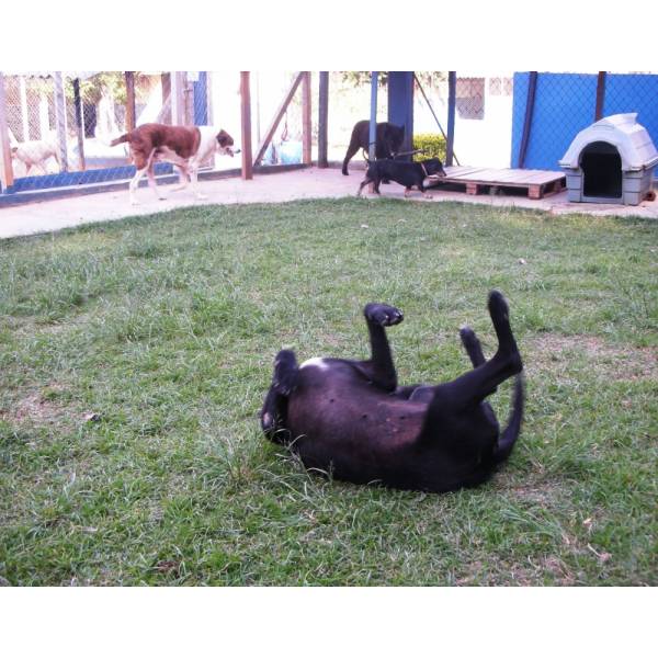 Valor de Hotéis para Cachorros em Itapecerica da Serra - Hospedagem Canina