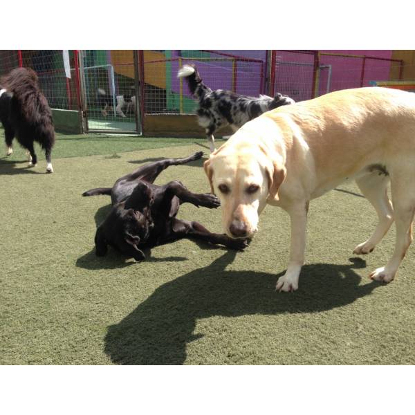 Valor de Hoteizinhos de Cachorro  em Jandira - Hoteizinhos para Cão