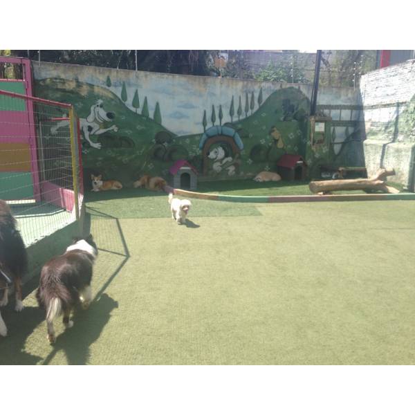 Valor de Hoteizinhos de Cães no Ipiranga - Hotelzinho Cachorro