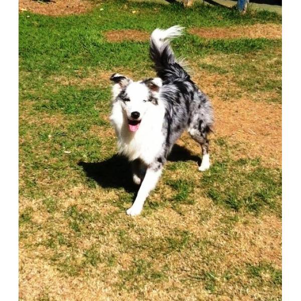 Valor de Hotel de Cachorro em Embu das Artes - Hotel para Cães no Brooklin