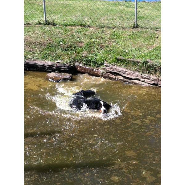 Valor de Hotel de Cães em Itapecerica da Serra - Preço de Hotel para Cachorro