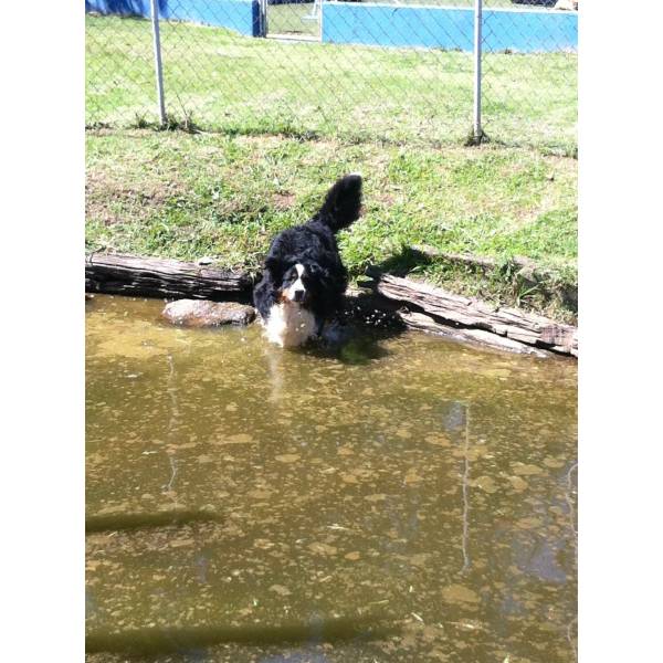 Valor de Hotel de Cão no Aeroporto - Hotel para Cachorros Grandes