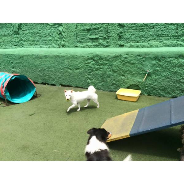 Valor de Hotel para Animal em Interlagos - Hotel para Animais SP