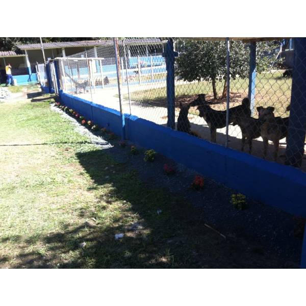 Valor de Hotel para Cães em Santo Amaro - Hotel para Pequenos Cachorros