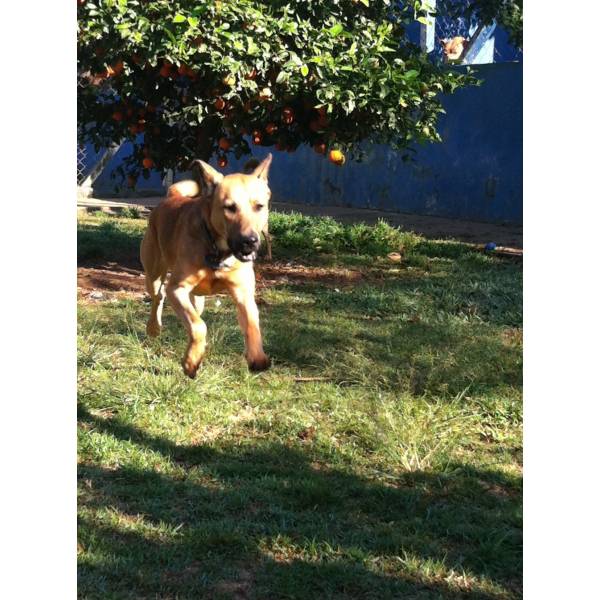 Valor de Hotel para Cão em Cajamar - Hotel para Cães na Berrini