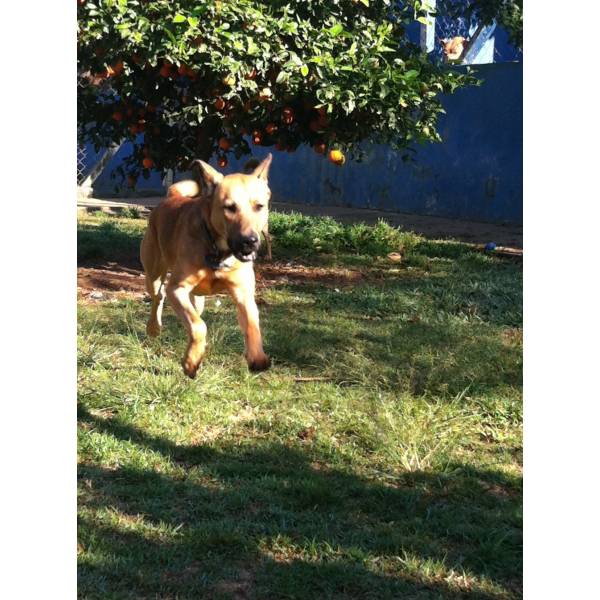 Valor de Hotel para Cão em Osasco - Hotel para Cães no Brooklin