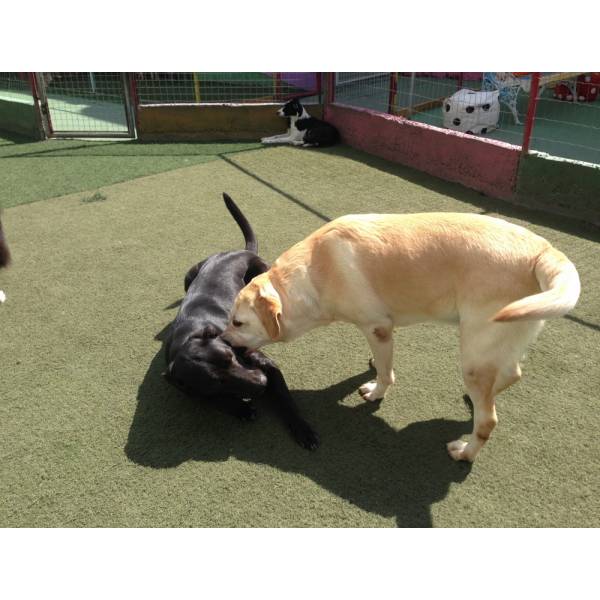 Valor de Hotelzinho de Cachorro em Santo Amaro - Hotelzinho para Cachorro no Butantã