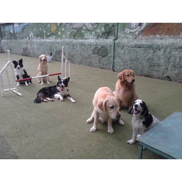 Valores de Adestrador para Cães no Jardim América - Adestrador de Cães em SP