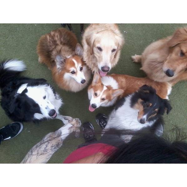 Valores de Adestradores para Cachorro no Campo Limpo - Adestrador de Cães na Zona Sul