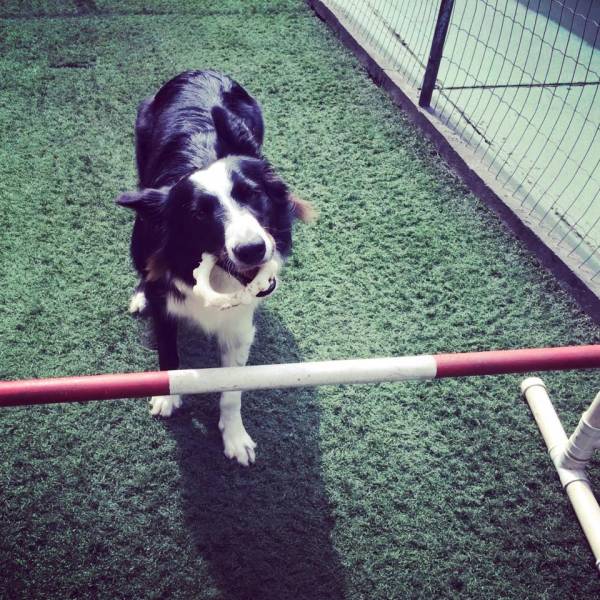 Valores de Adestramento de Cachorro na Vila Sônia - Adestramento de Cães em Santo Amaro