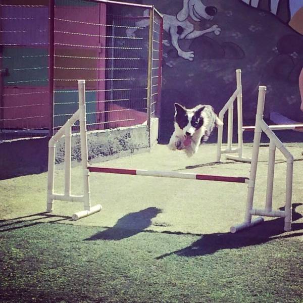 Valores de Adestramento de Cachorros no Jardim São Luiz - Adestramento de Cães na Zona Oeste