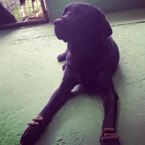 Valores de Adestramento de Cães em Cajamar - Adestramento de Cães na Vila Madalena