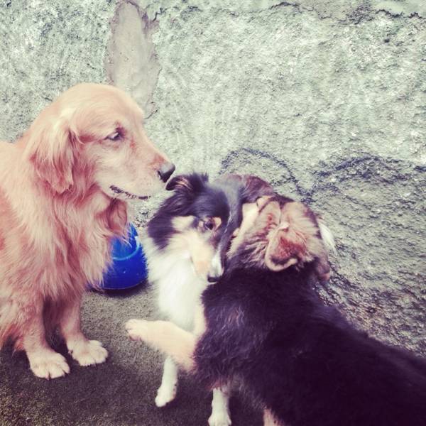 Valores de Creche para Cachorro em Barueri - Creche para Cachorro na Zona Sul