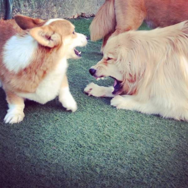 Valores de Creches para Cão  no Ibirapuera - Creche Canina