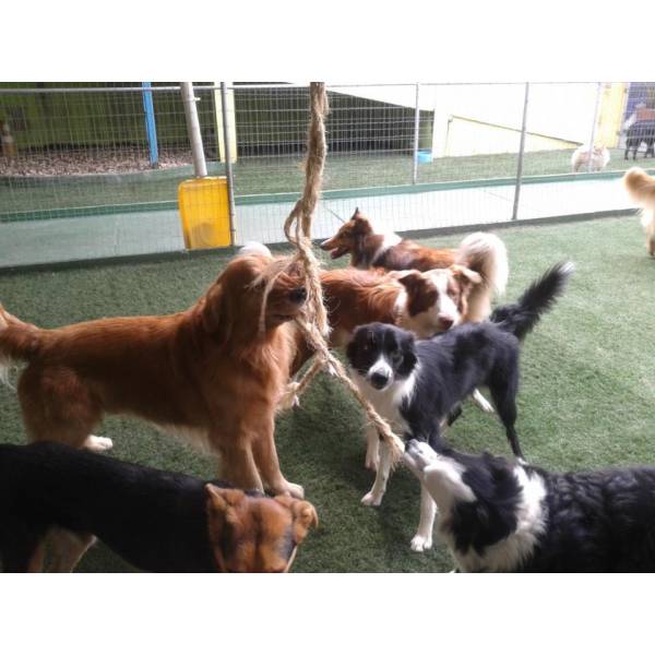 Valores de Daycare Canino no Brooklin - Dog Care no Butantã