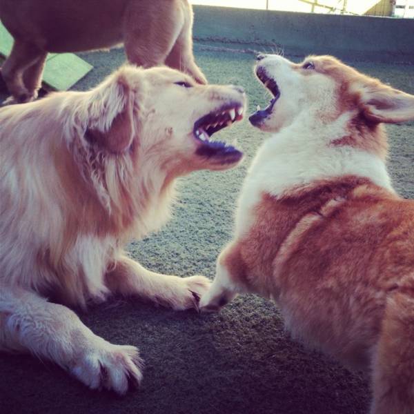 Valores de Daycare de Cães em Interlagos - Day Care Cachorro