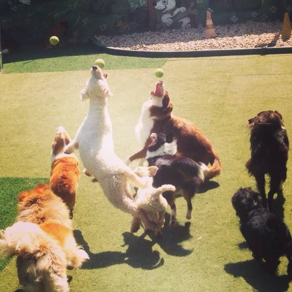 Valores de Daycare para Cachorro em Taboão da Serra - Day Care Canino