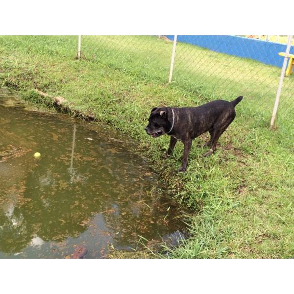 Valores de Hotéis de Cachorro em Santana de Parnaíba - Hotel para Cães na Berrini