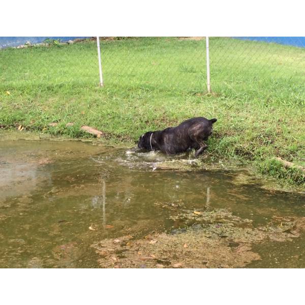 Valores de Hotéis de Cachorros em Santana de Parnaíba - Preço de Hotel para Cachorro