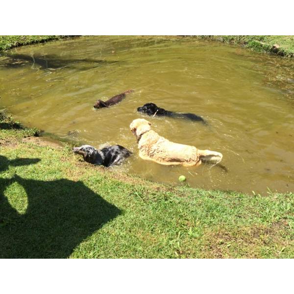 Valores de Hotéis de Cães em Pinheiros - Hotel para Cachorros Grandes