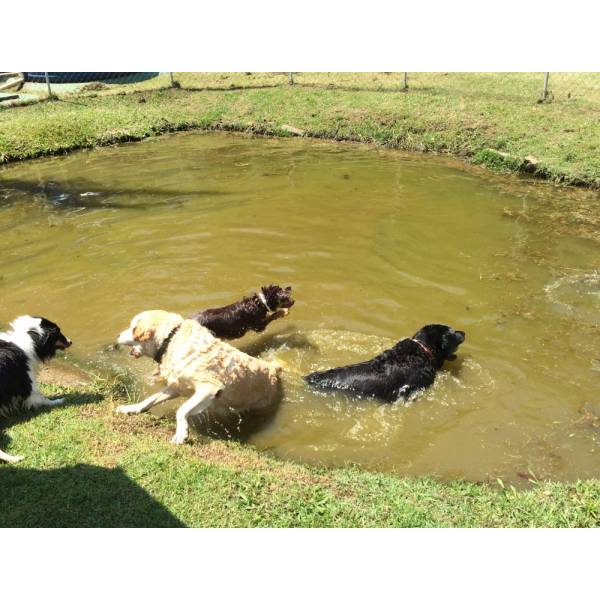 Valores de Hotéis de Cão em Embu Guaçú - Preço de Hotel para Cachorro