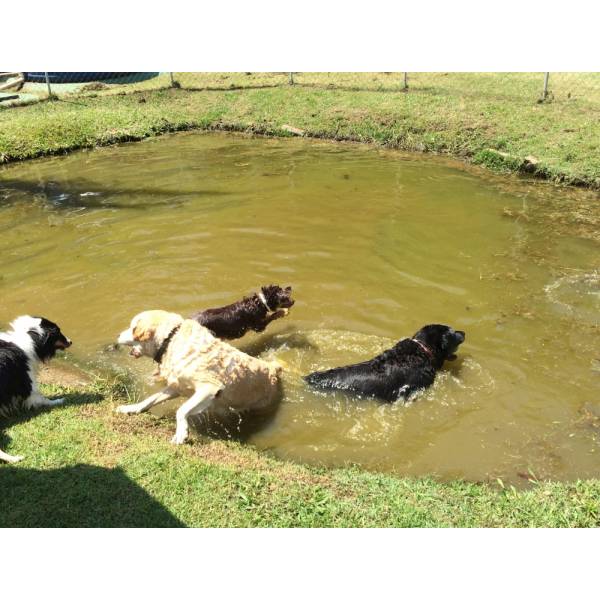 Valores de Hotéis de Cão no Ipiranga - Hotel para Cães na Berrini