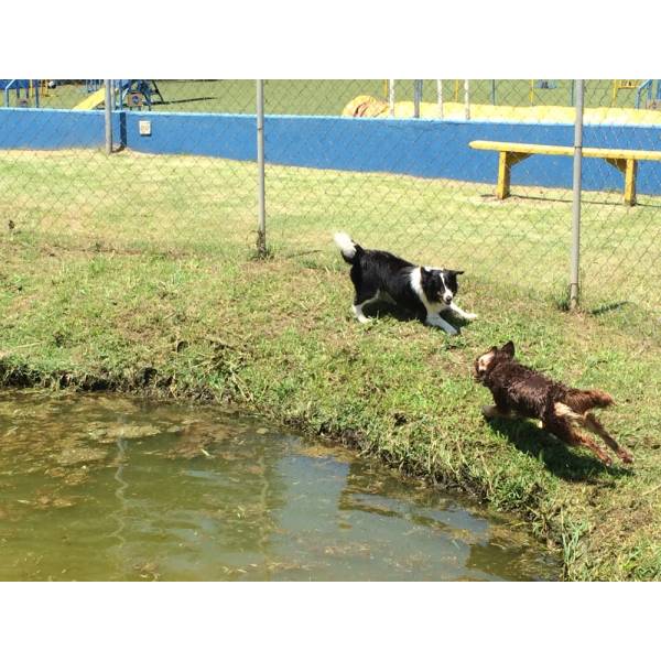 Valores de Hotéis para Cães na Vila Andrade - Hotel para Cães