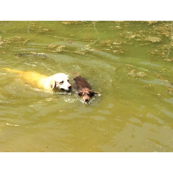 Valores de Hotéis para Cão em Jandira - Hotel para Cachorros Grandes