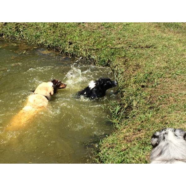 Valores de Hotel de Cão em Taboão da Serra - Hotel para Cães na Zona Oeste