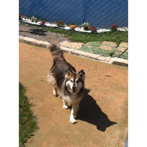 Valores de Hotel para Cachorro na Vila Mariana - Preço de Hotel para Cachorro